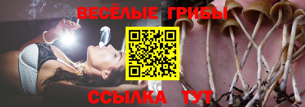 Псилоцибиновые грибы Psilocybe Зеленодольск